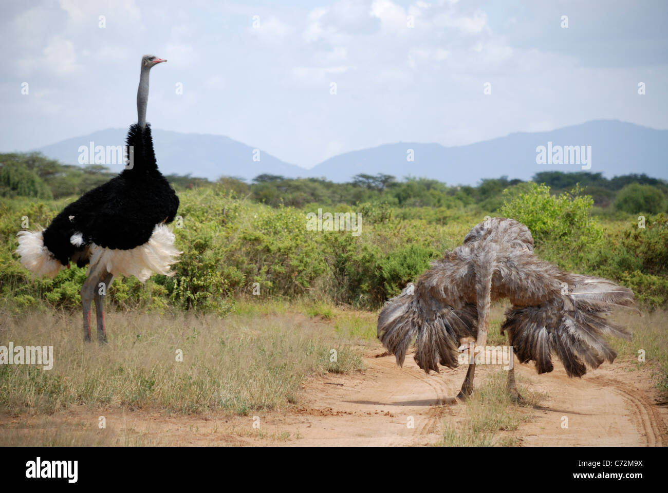 Somali ostrich (Struthio camelus molybdophanes) Stock Photo