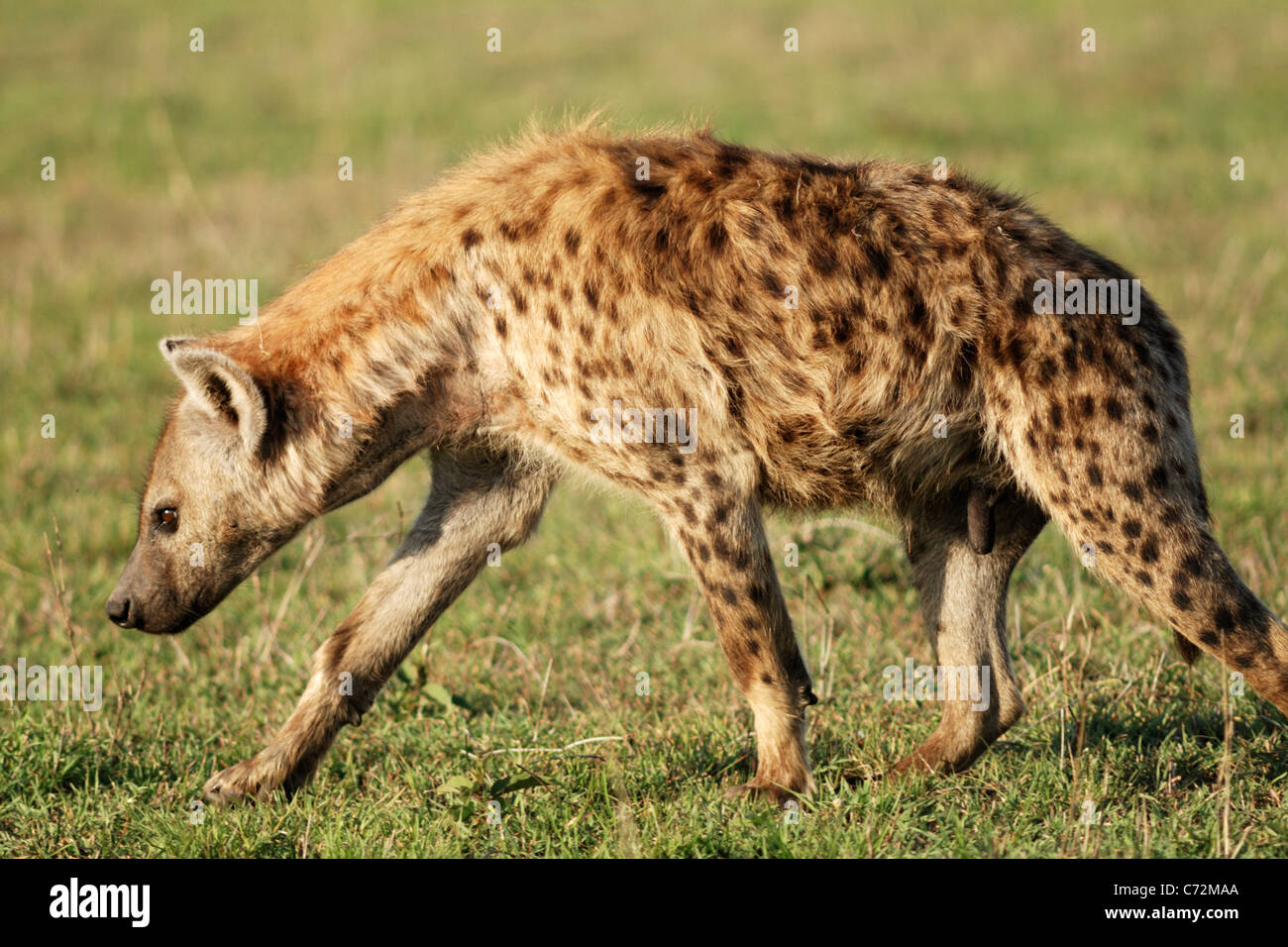 Spotted Hyaena (Crocuta crocuta), Masai Mara National Reserve, Kenya Stock Photo