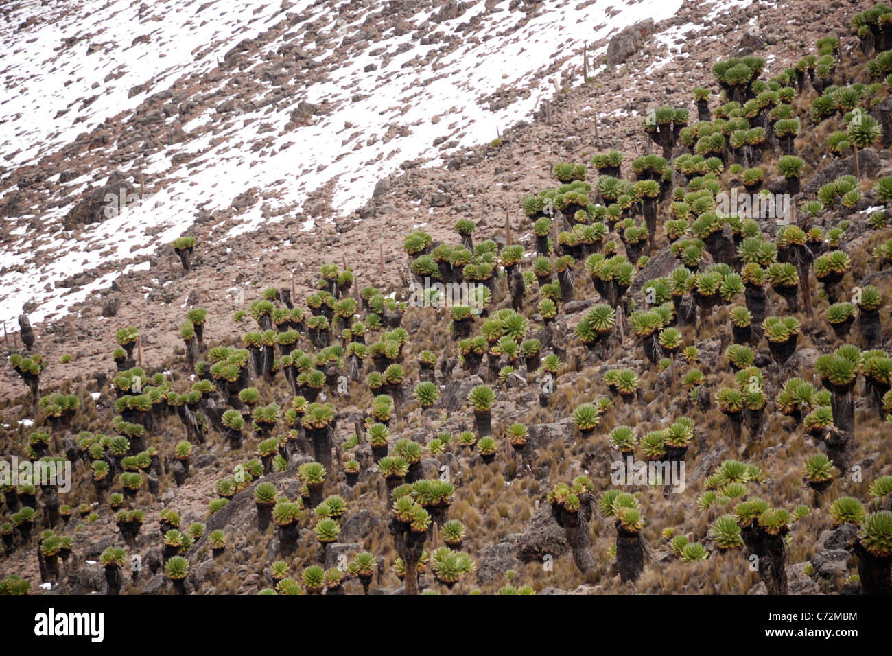 Giant groundsels, Mt Kenya National Park Stock Photo