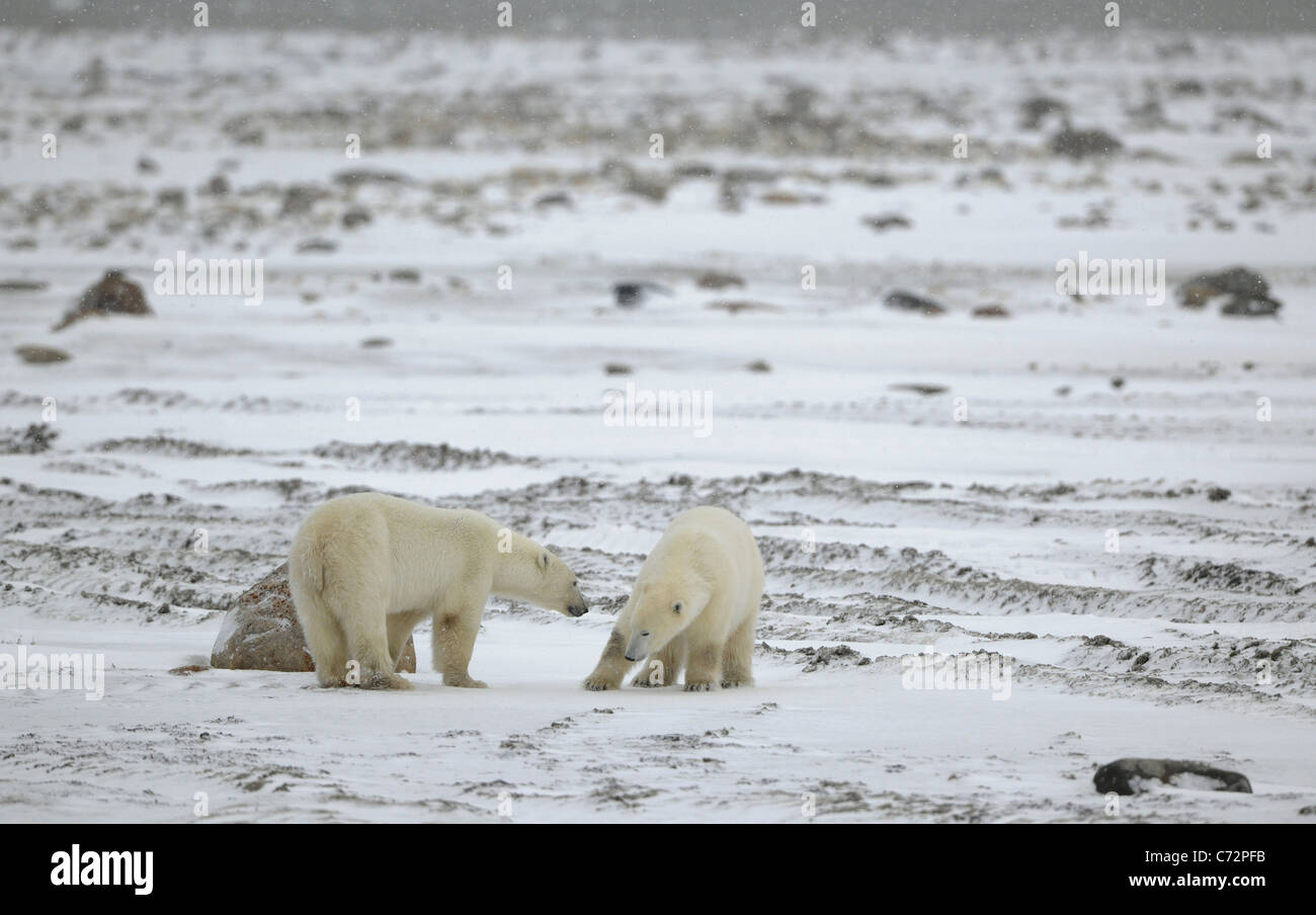 Meeting. Two polar bears have met and sniff each other. Tundra in snow. A blizzard. Stock Photo