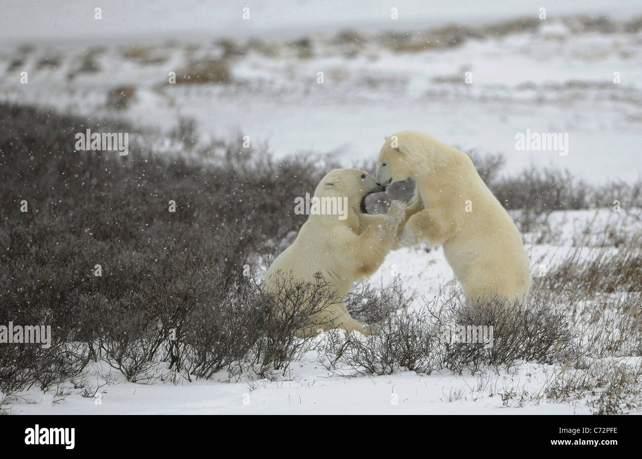 Two fighting polar bears. Tundra with undersized vegetation. Snow. Stock Photo