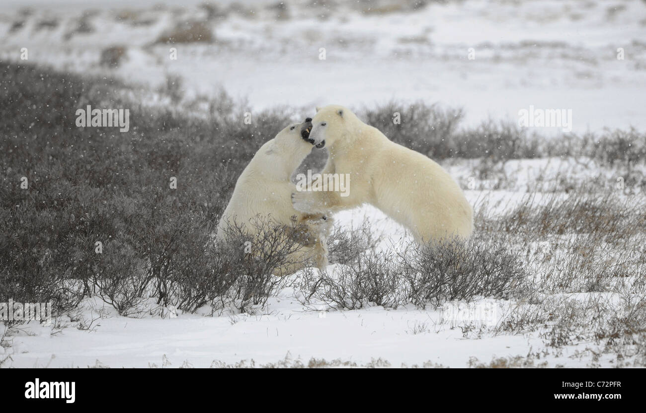 Two polar bears fight. Tundra with undersized vegetation. Snow. Stock Photo