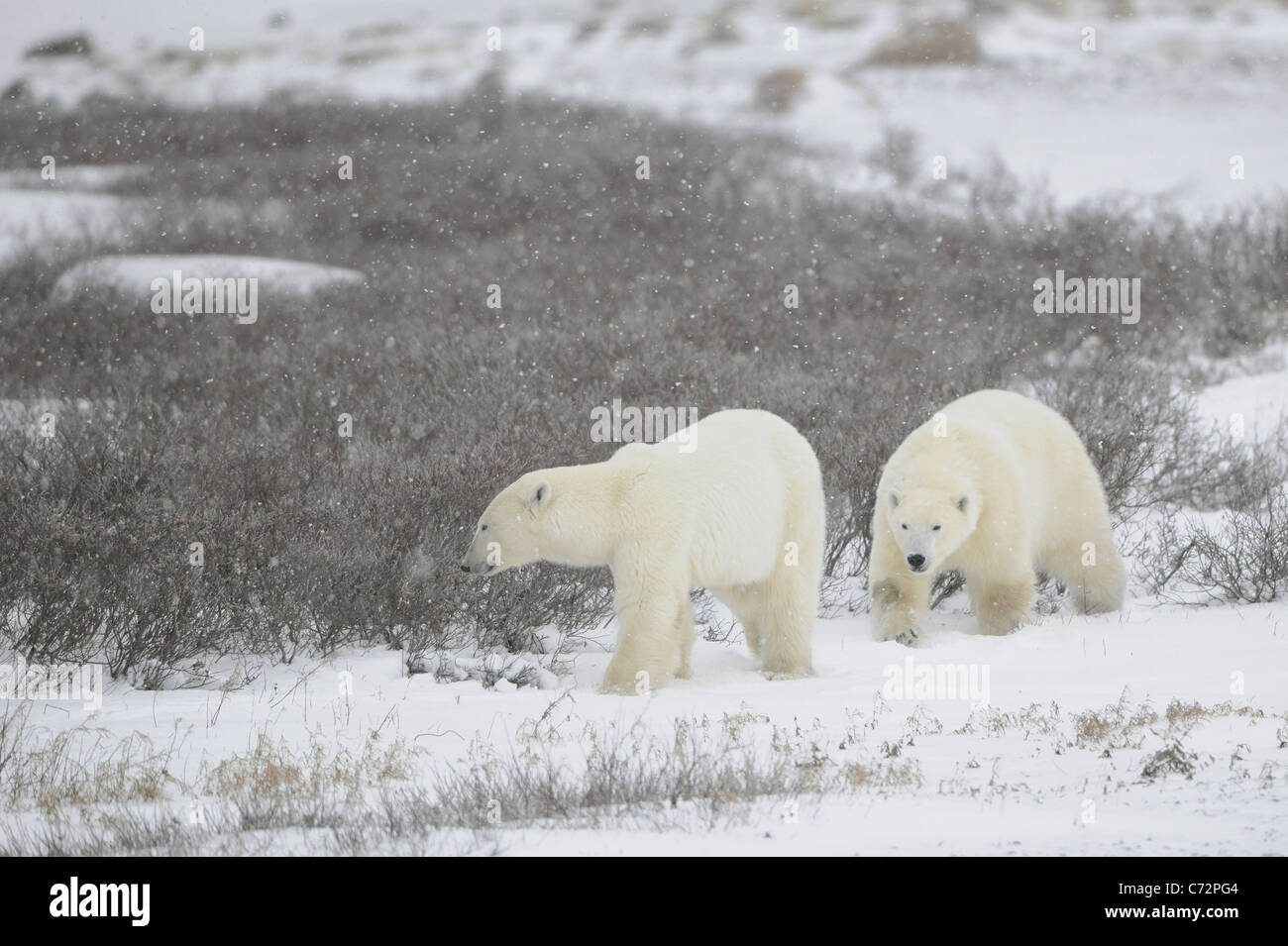 Two polar bears. Two polar bears go on snow-covered tundra one after another.It is snowing. Stock Photo