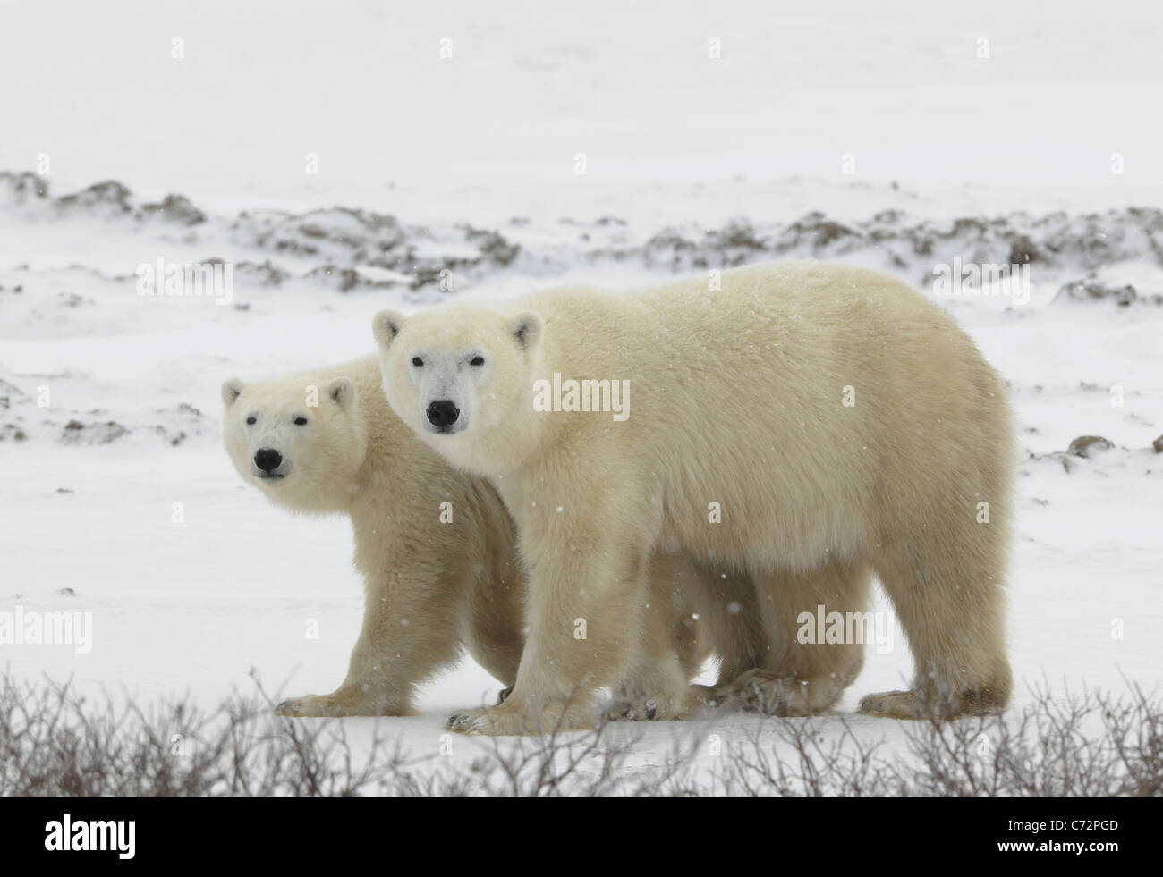 Couple. Polar bears have become interested. Snow-covered tundra. It is snowing. Stock Photo