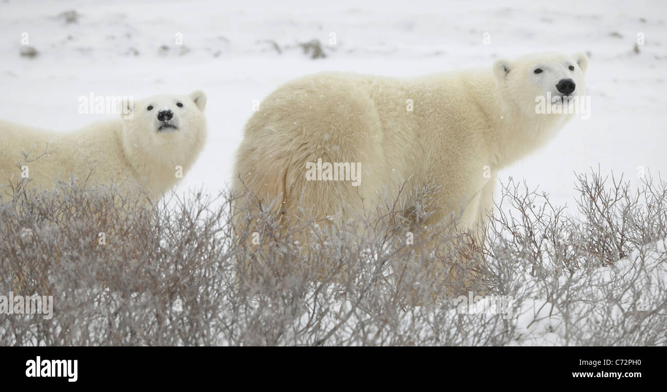 Large polar bears on the arctic snow near Hudson Bay, sniffing the air.Snow.Tundra. Stock Photo