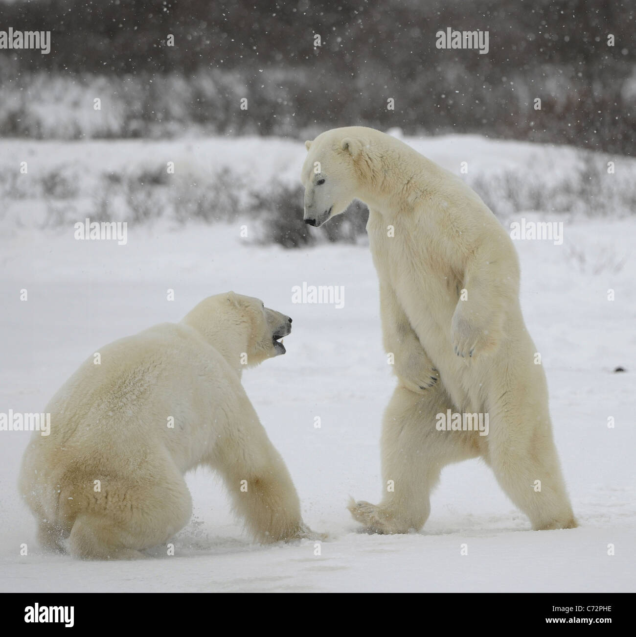 Fight of polar bears. Two polar bears fight. Tundra with undersized vegetation. Snow. Stock Photo