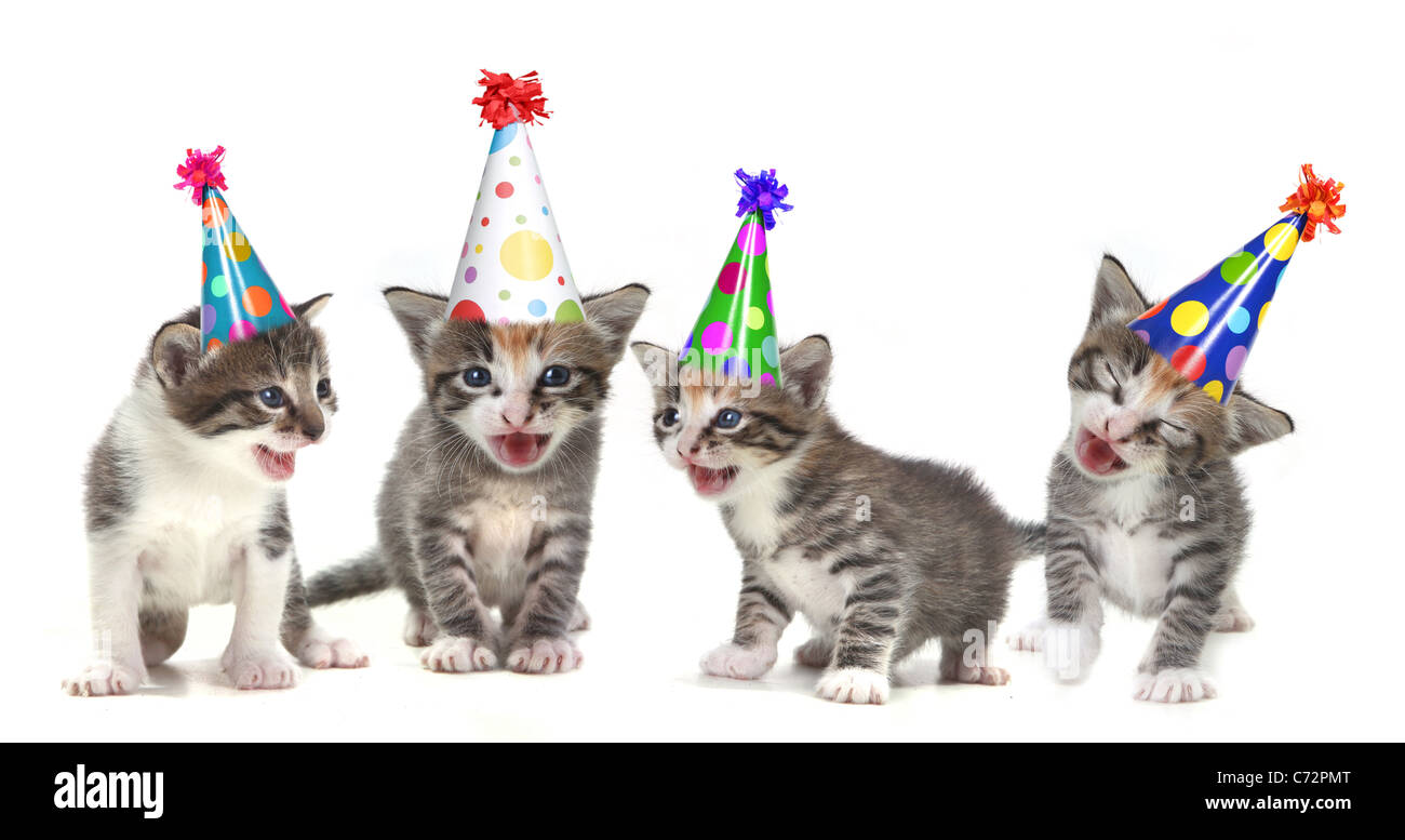 Singing Kittens on a White Background With Birthday Hats Stock Photo
