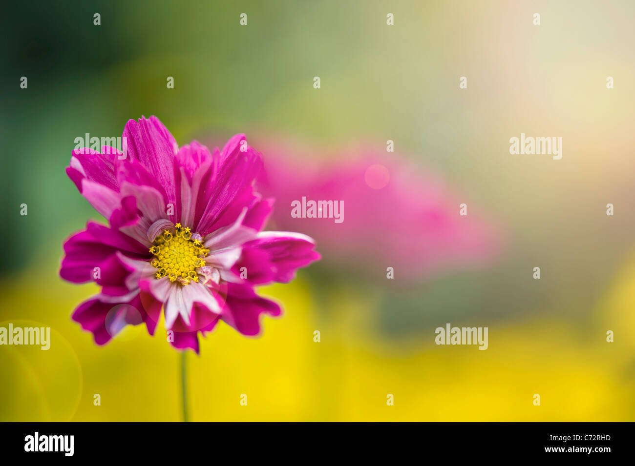 A single cosmos flower with sun flare - Lens flare Stock Photo