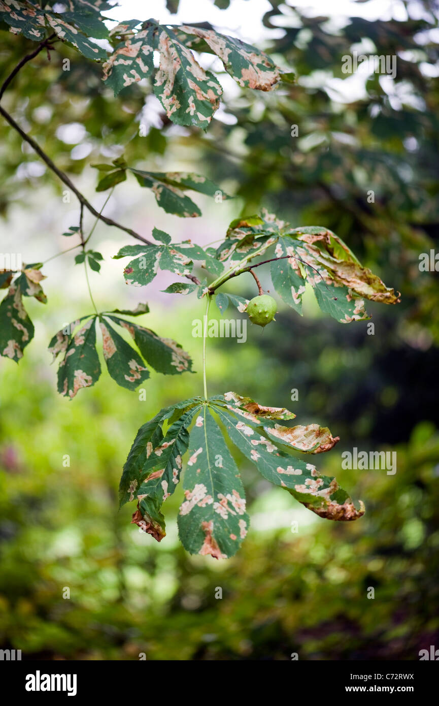 Damaged leaves of the Horse Chestnut Tree caused by the Horse Chestnut leaf miner  moth - Cameraria ohridella Stock Photo