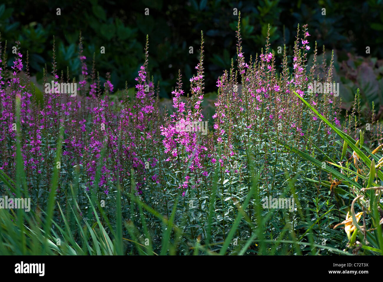 Close-up sunny image of Purple salvia flowers in an herbaceous border. Stock Photo