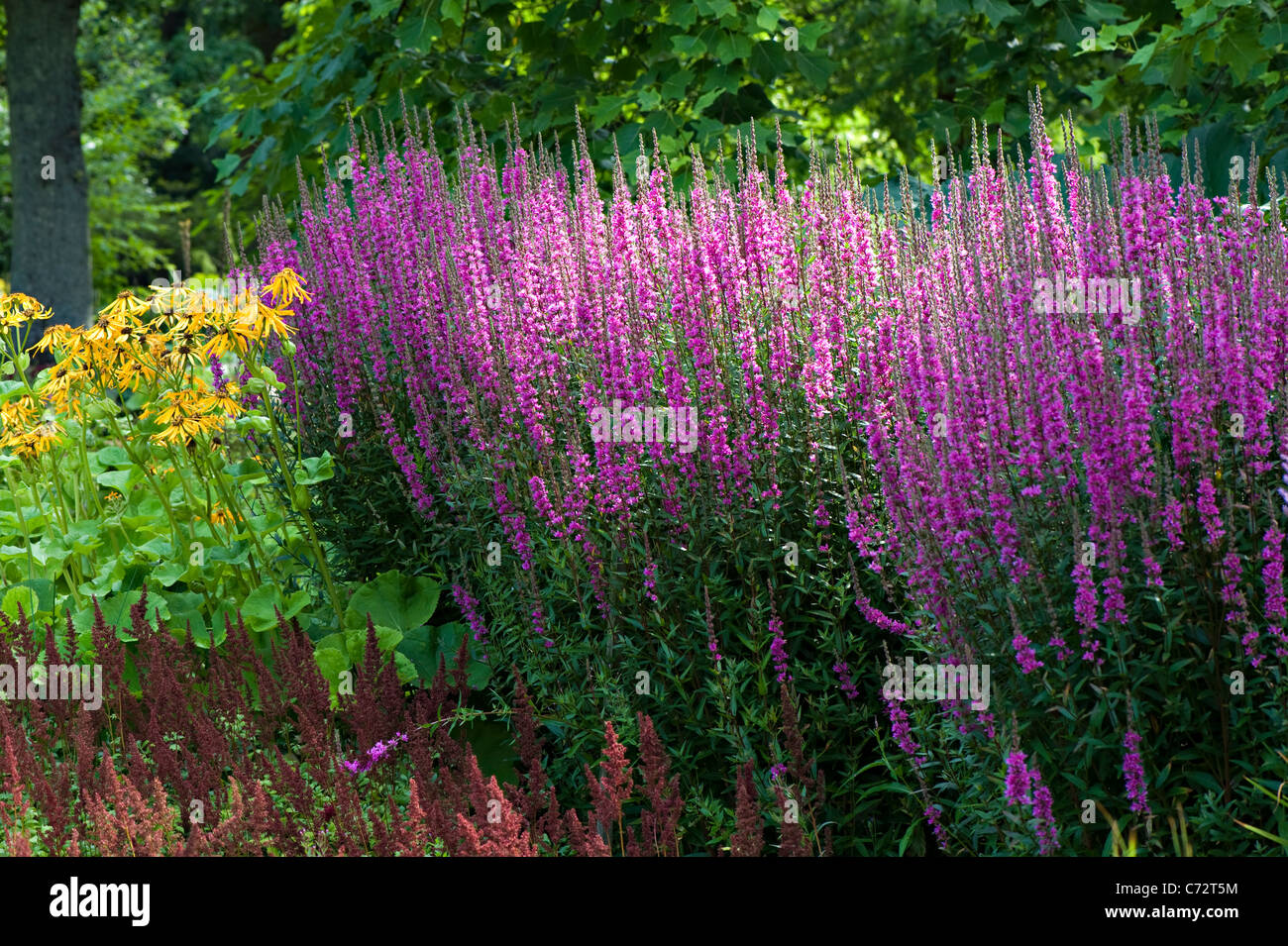 Close-up sunny image of Purple salvia flowers in an herbaceous border. Stock Photo