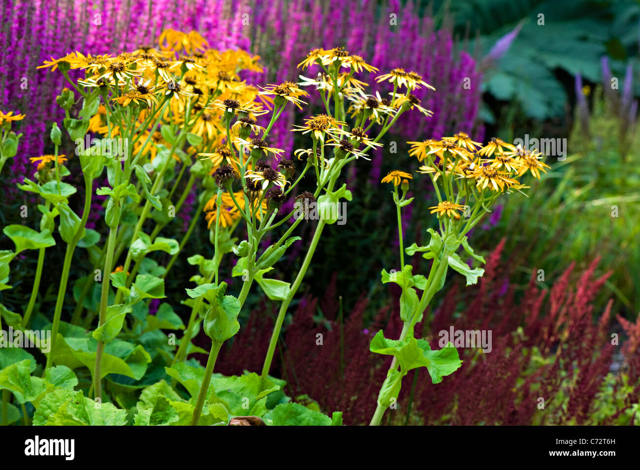 Close-up image of the summer flowering Ligularia yellow flowers in a hot border. Stock Photo