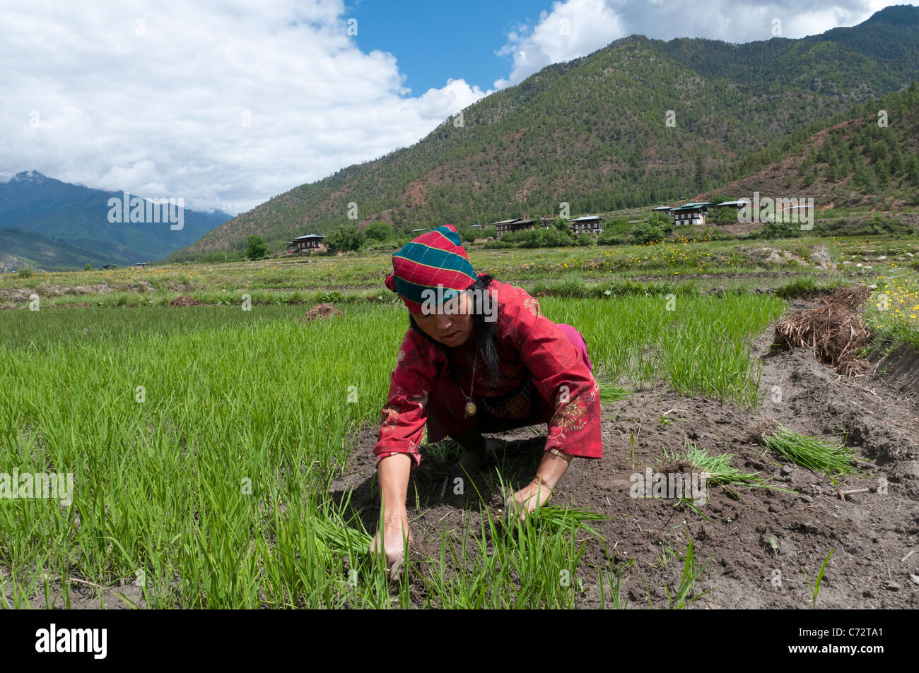 rice farming. Female farmers transplanting rice shoots into rice