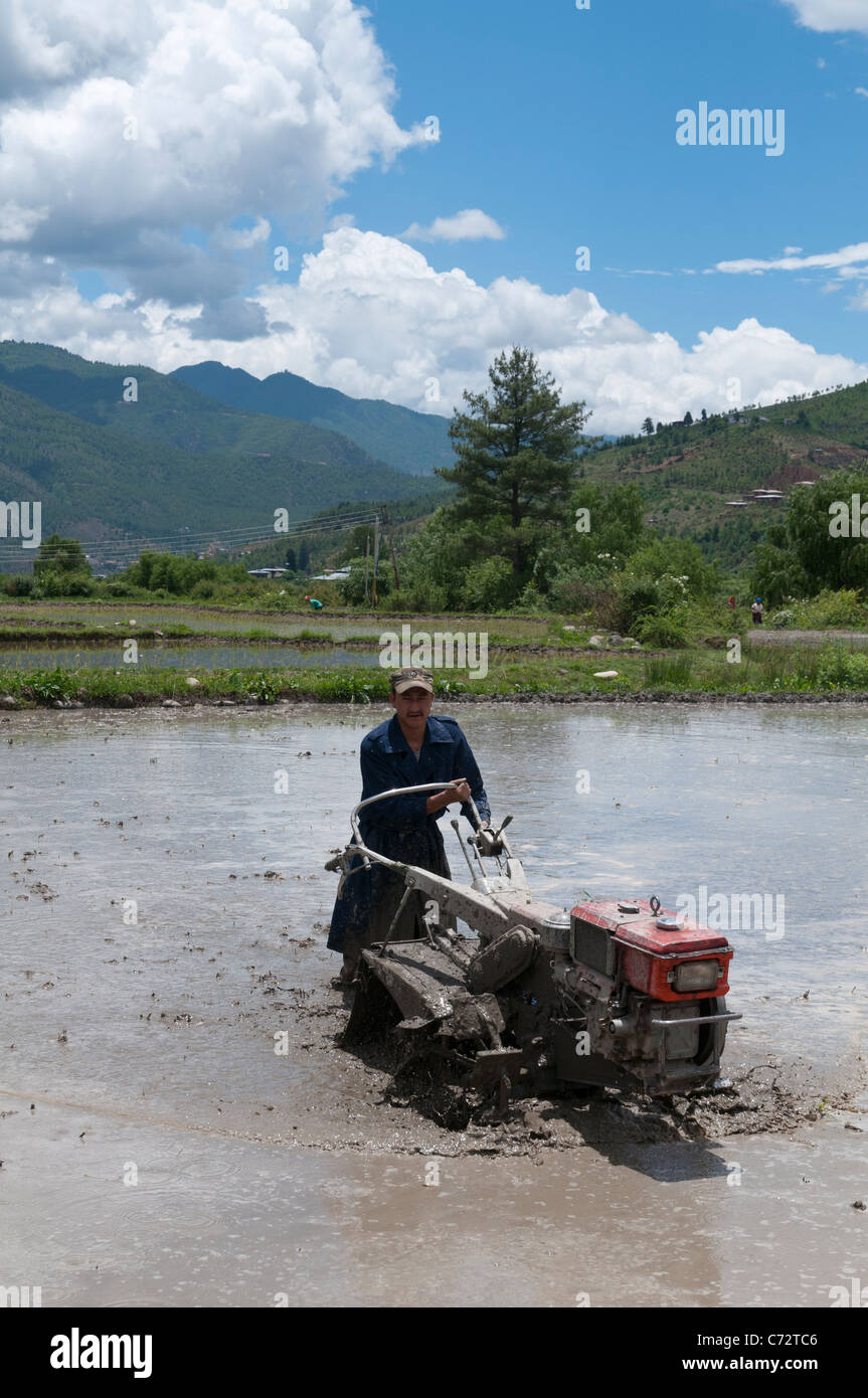 rice farming. Farmer plowng rice paddies with machine. Paro valley. bhutan Stock Photo