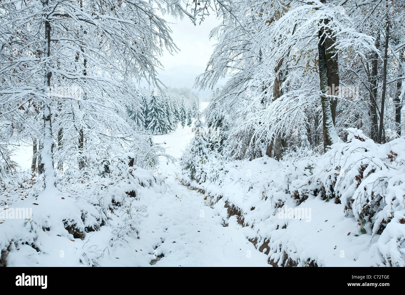 Snowbound winter earthroad through beautiful mountain forest Stock Photo