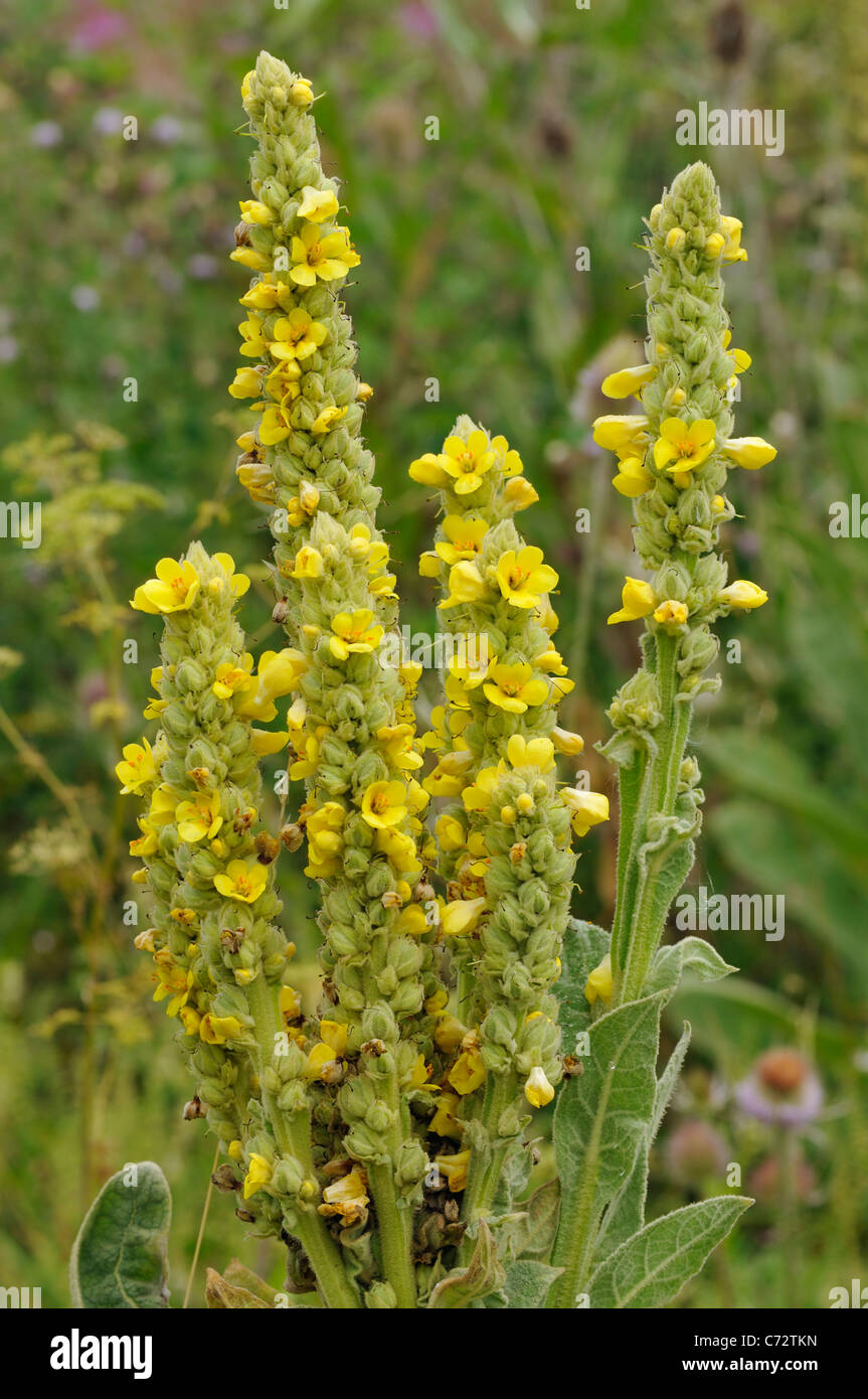 Great Mullein - Verbascum thapsus Stock Photo - Alamy
