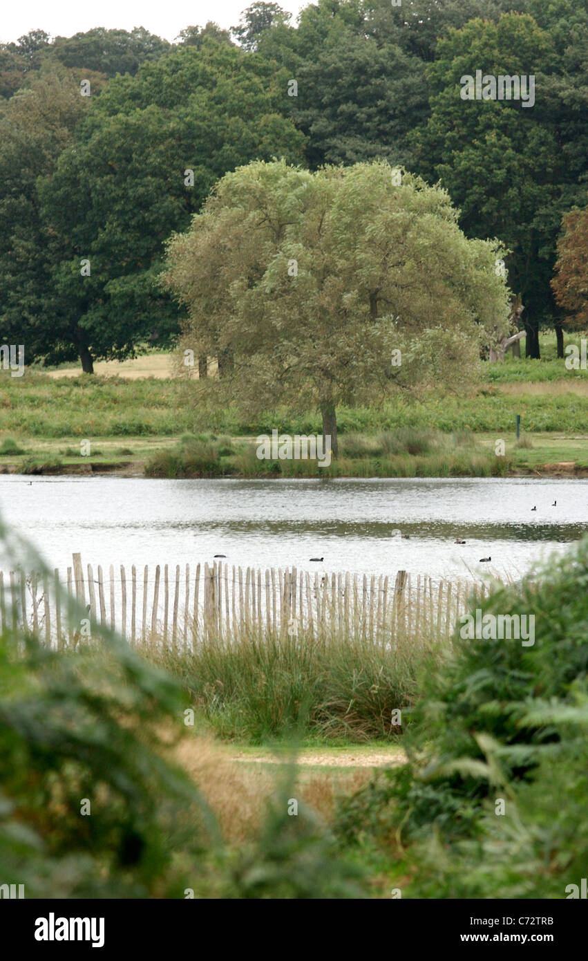 A View to the Pen Ponds in Richmond Park, London Stock Photo