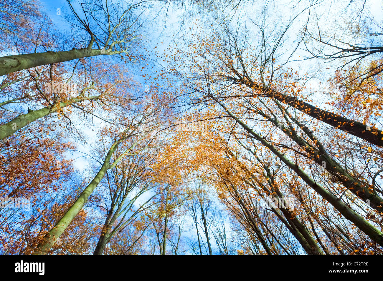 Тень от листвы на траве в лесу. Through the branches. Свет против тени деревьев. Клод моне 1878. Свет против тени деревьев.