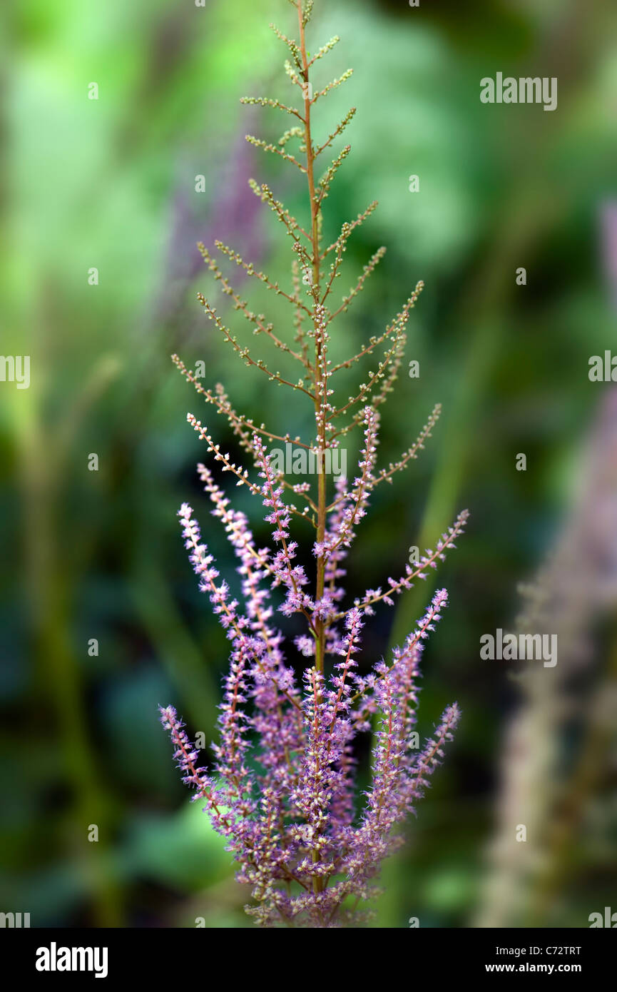 Astilbe x arendsii 'Amethyst' Stock Photo