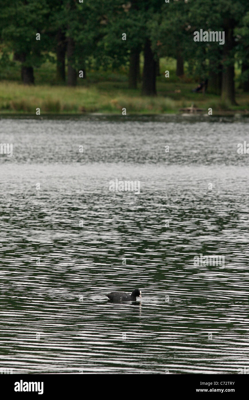 A lone Coot duck swims in the Pen Ponds in Richmond Park, London Stock Photo