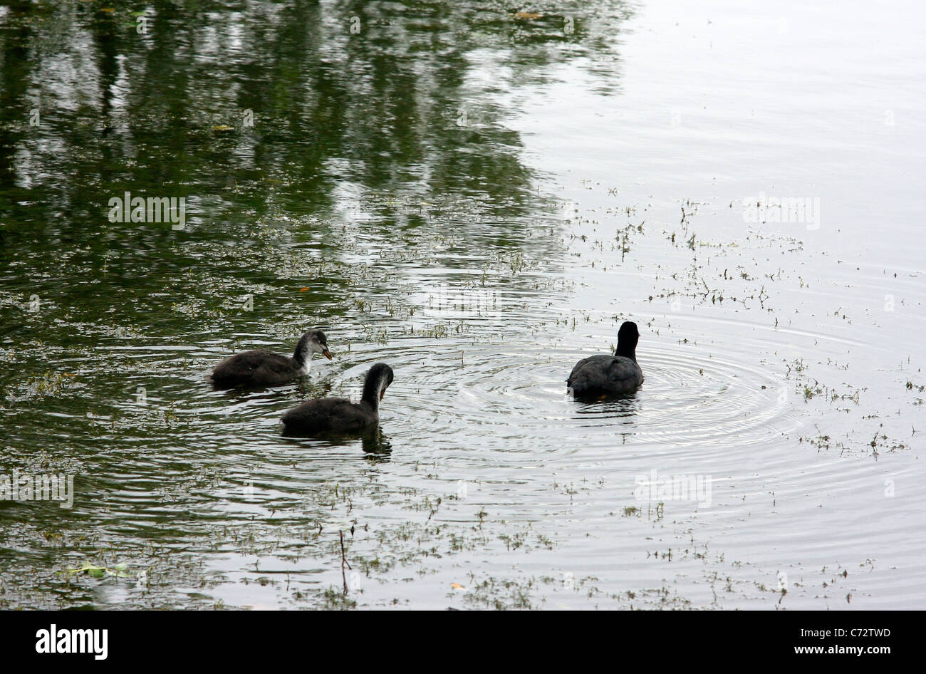 A coot guides its ducklings along in Pen Ponds in Richmond Park, London Stock Photo