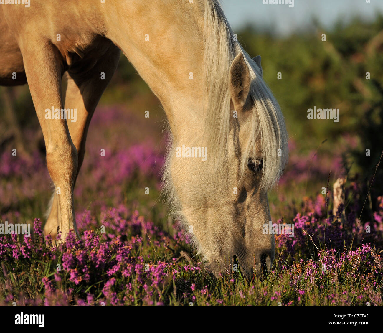 new forest pony eating heather Stock Photo