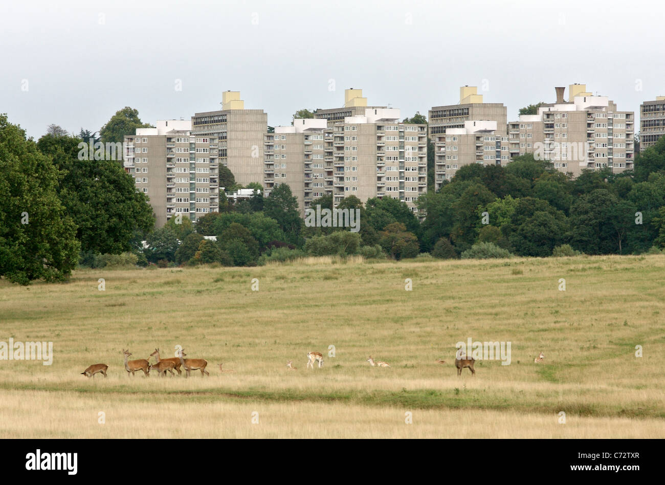 Deer grazing in a field in Richmond Park with apartment buildings in the background Stock Photo