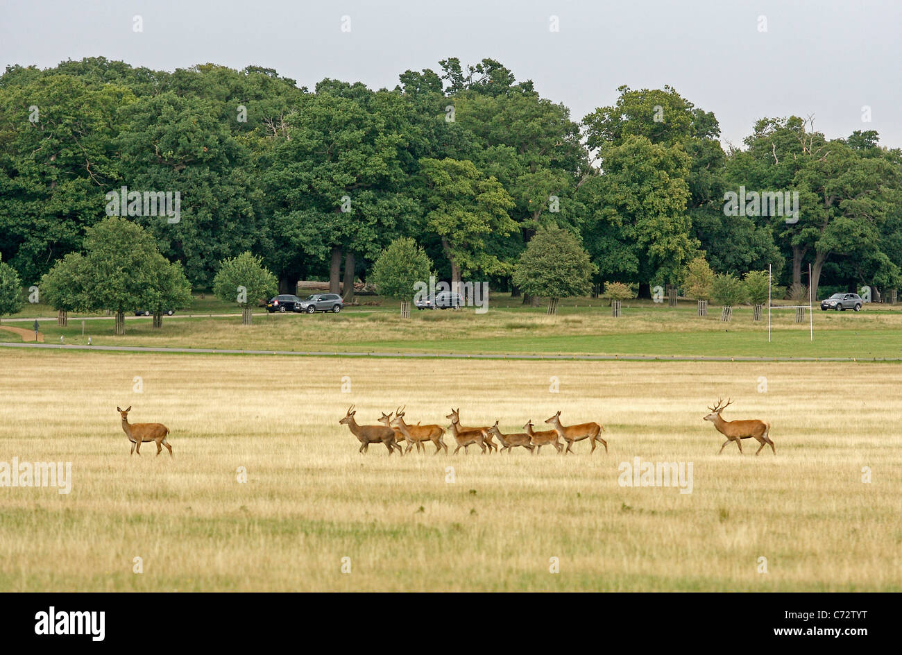 A herd of deer cross a field in Richmond Park while cars drive by in the background Stock Photo