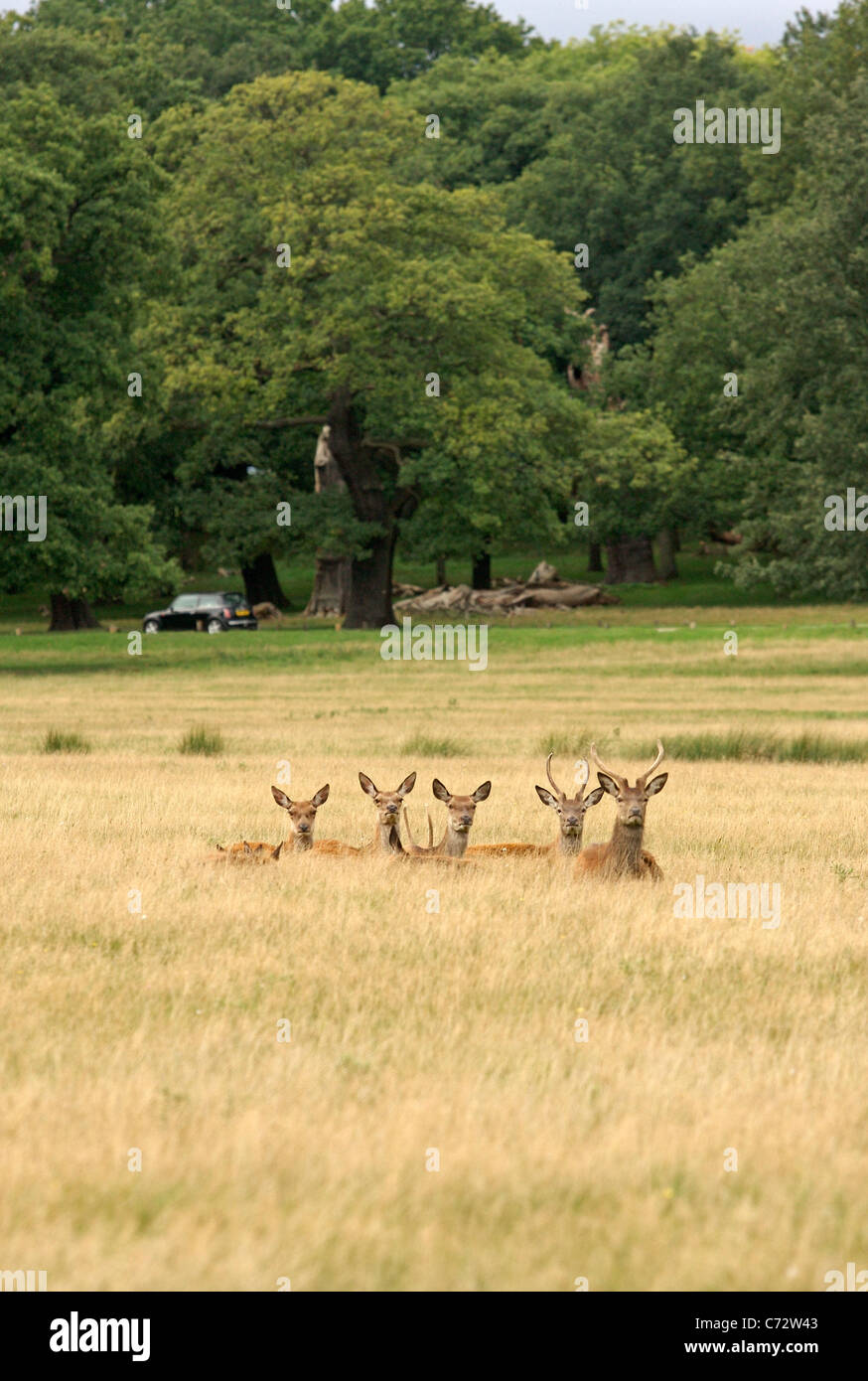 A herd of deer lie in a grass field in Richmond Park while a Mini drives along in the background Stock Photo