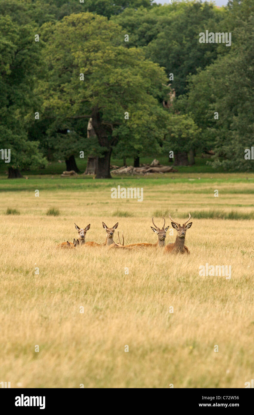 A herd of deer lie in a grass field in Richmond Park, London Stock Photo