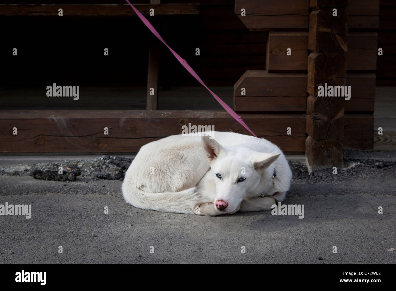 White, blue eyed dog in Longyearbyen, Svalbard. Stock Photo