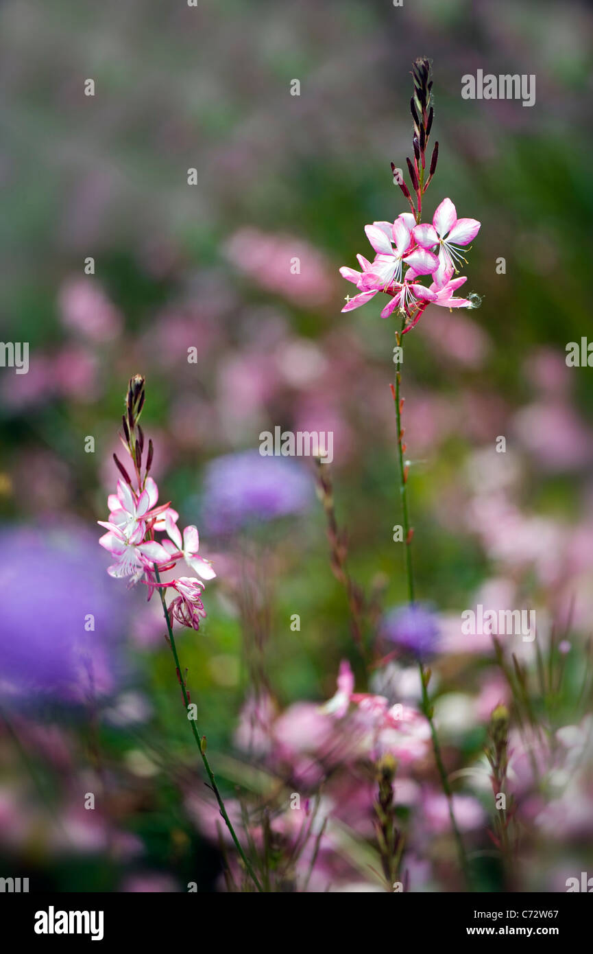 Gaura lindheimeri 'Whirling Butterflies' Butterfly Stock Photo