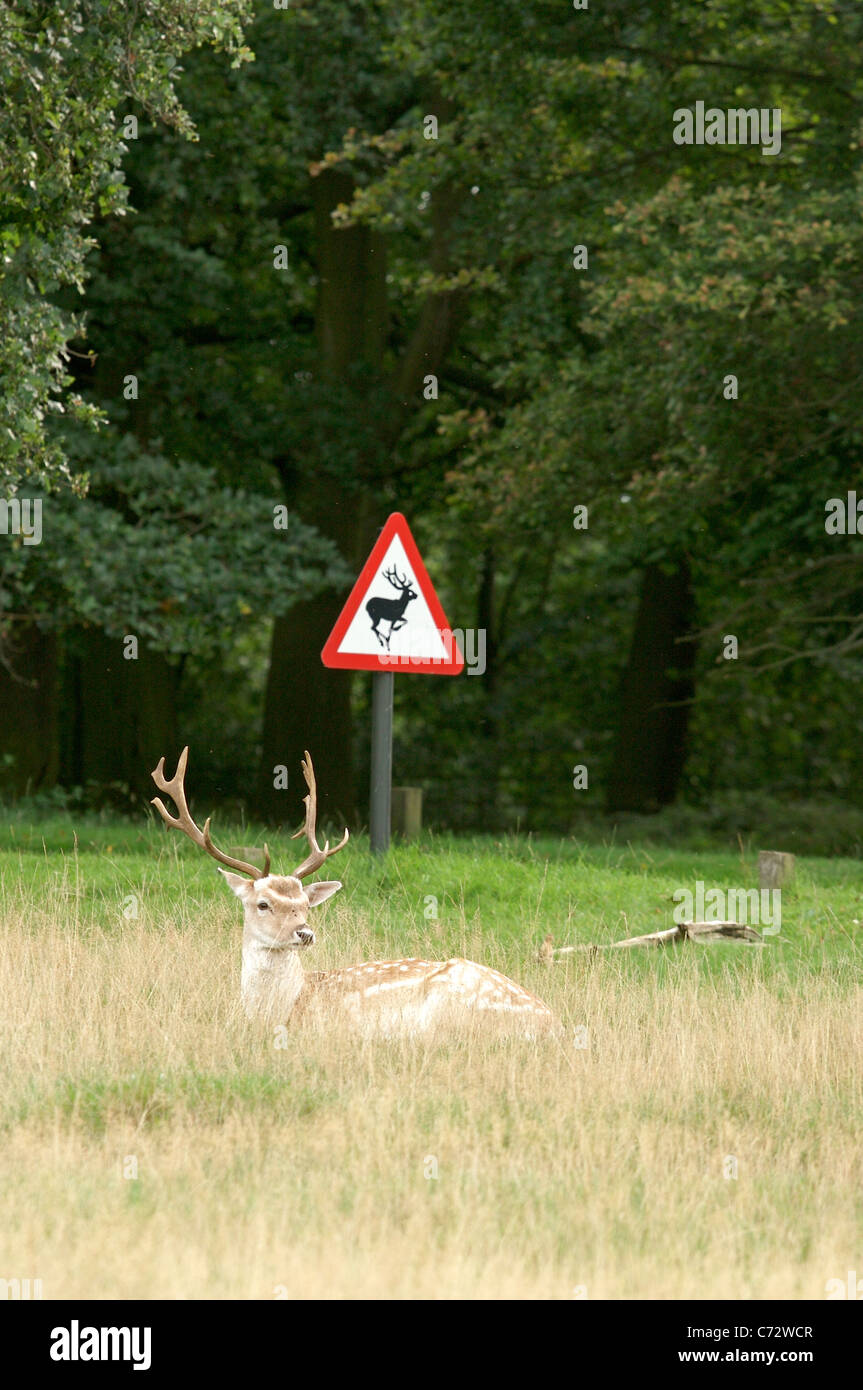 A Fallow Deer lies in the grass by a deer crossing sign in Richmond Park, London Stock Photo