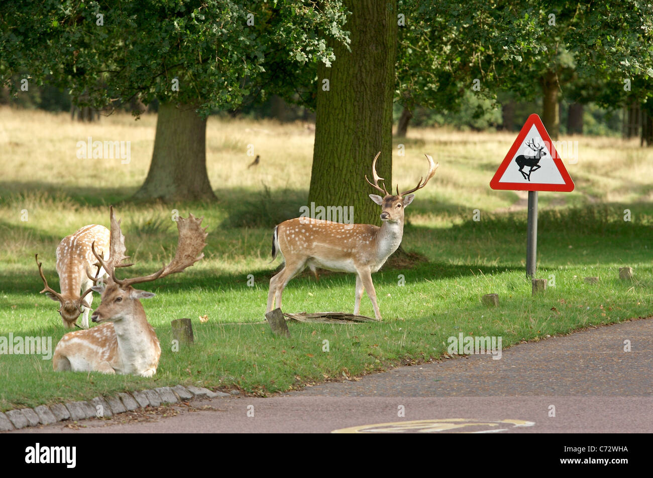 Fallow Deer Grazing by the side of the road in Richmond Park next to a deer crossing sign Stock Photo