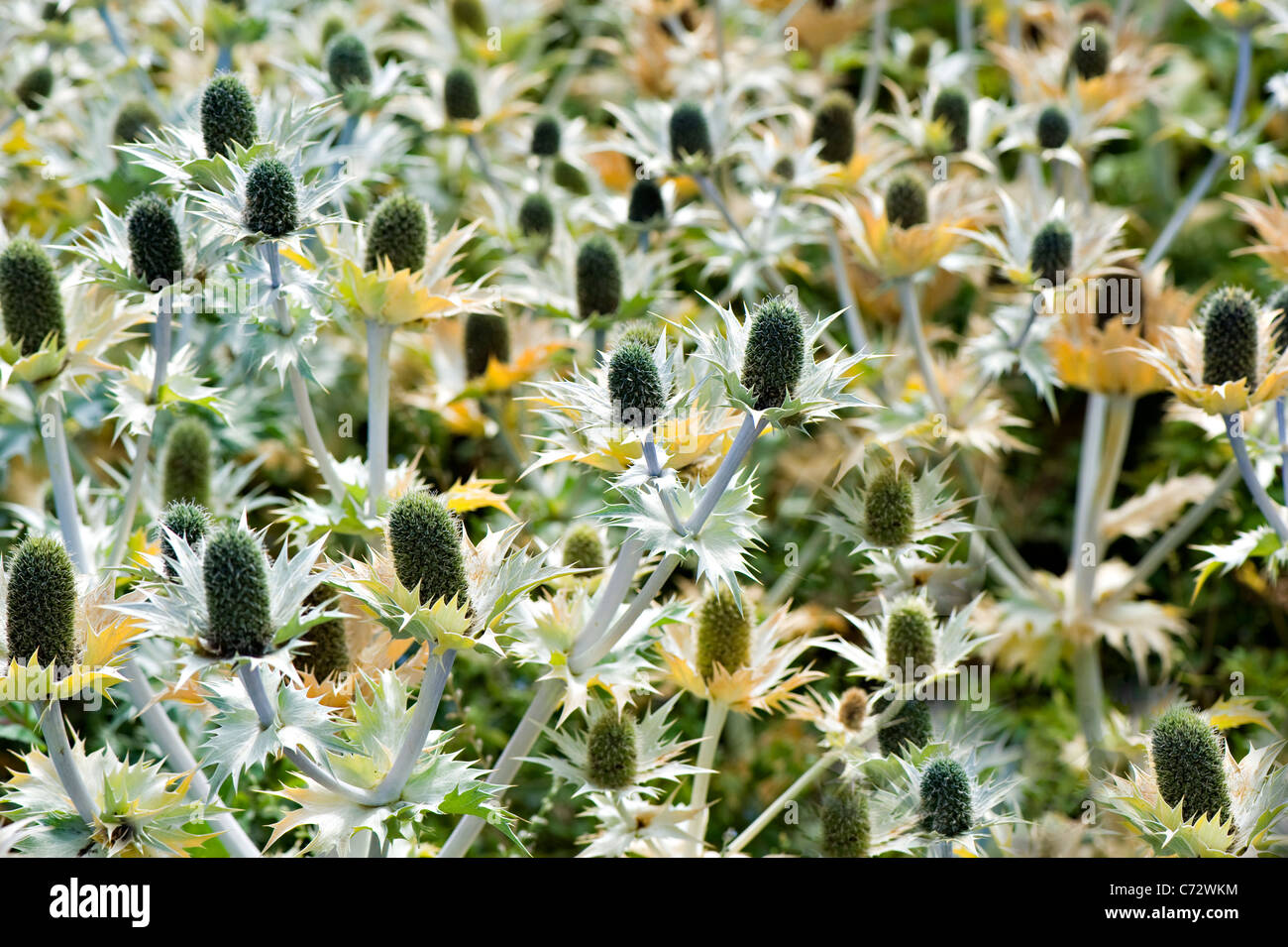 Close-up image of Eryngium Giganteum - 'Miss Willmotts Ghost' flowers - also known as Giant sea holly. Stock Photo
