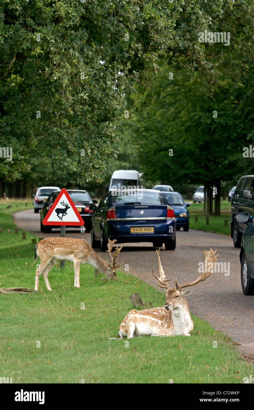 Fallow Deer graze next to a deer crossing sign in Richmond Park as cars pass by along Queen's Road Stock Photo