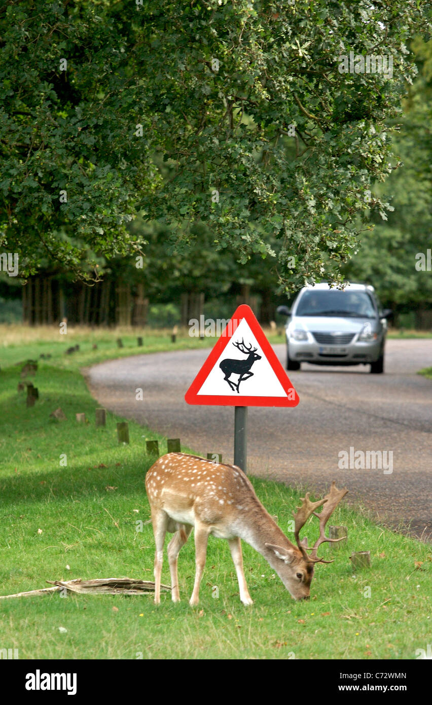 Fallow Deer graze next to a deer crossing sign in Richmond Park as cars pass by along Queen's Road Stock Photo