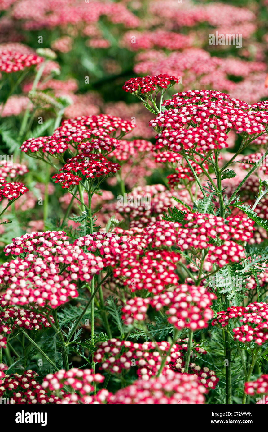 Close-up image of the vibrant summer flowering red Achillea Millefolium 'Peggy Sue' Flowers also known as Yarrow. Stock Photo