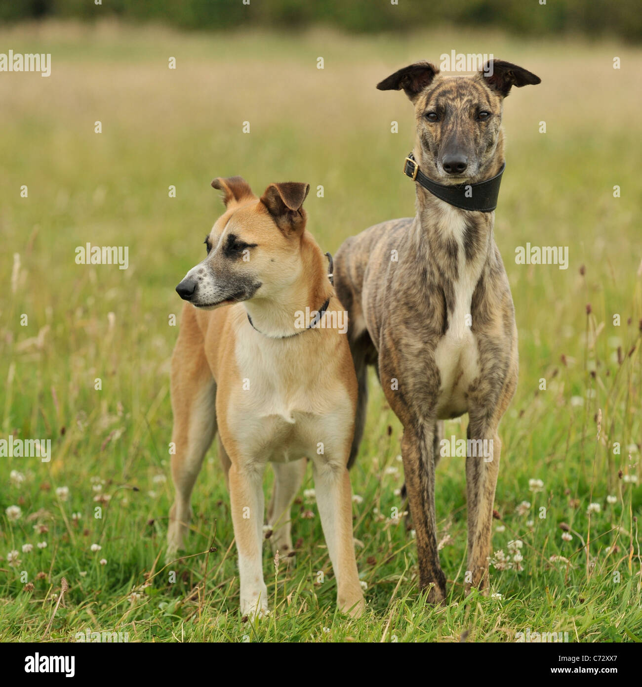 pair of lurcher dogs Stock Photo Alamy