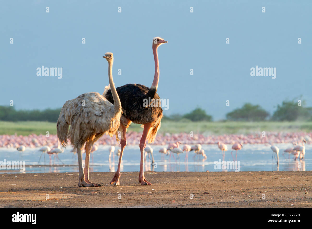 A pair of African ostriches (Struthio camelus) and flamingoes at lake Bogoria, Kenya. Stock Photo