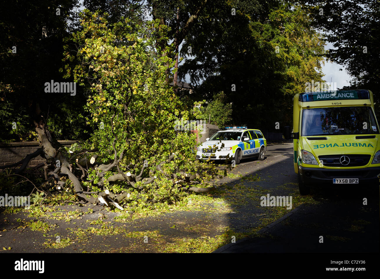 FALLEN TREE BLOCKING ROAD BLOWN DOWN BY STRONG WIND Stock Photo