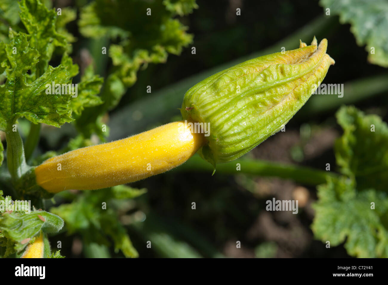 Yellow courgette growing in a garden with flower attached and surrounded by foliage Stock Photo