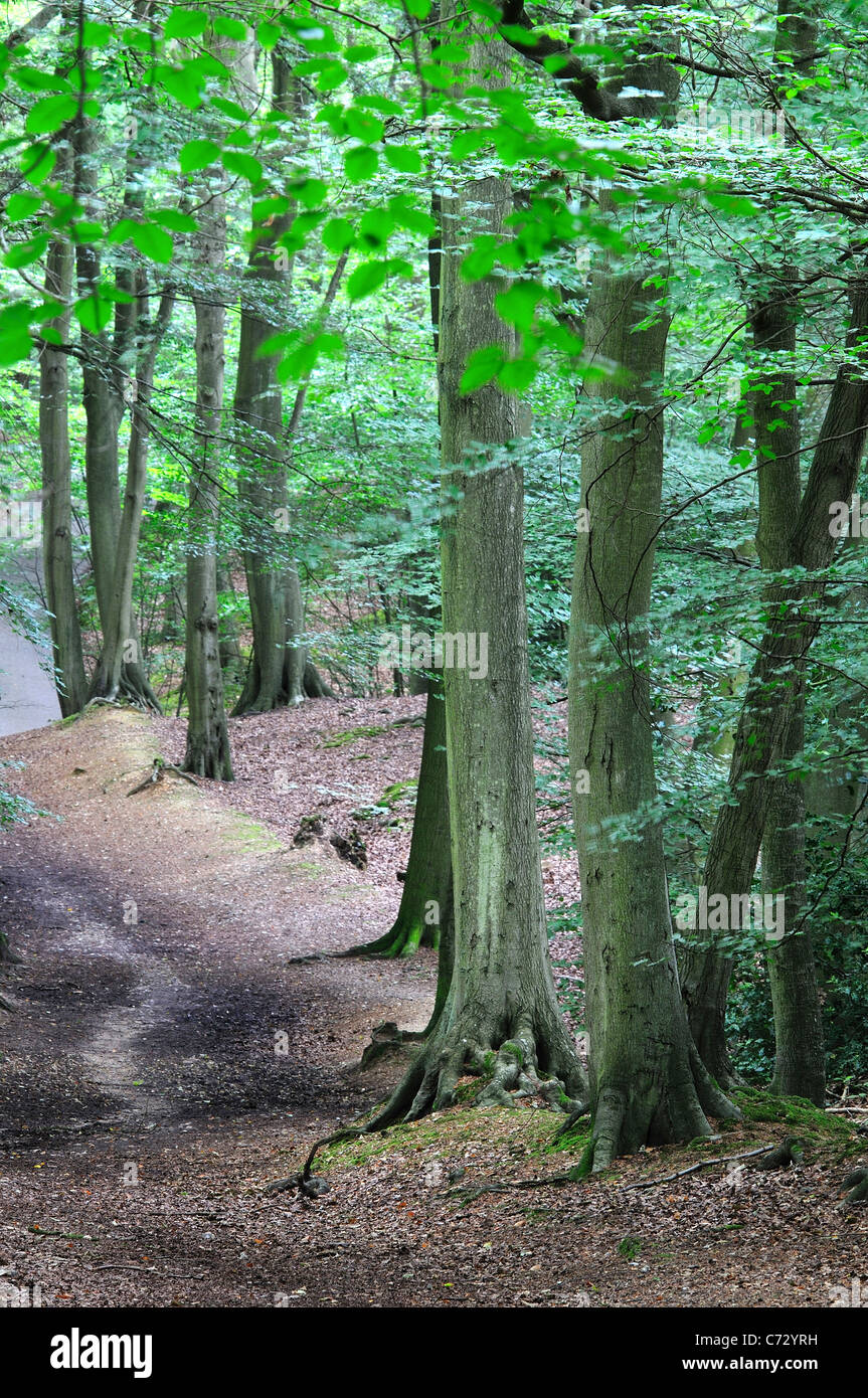 Forest path with beech trees hi-res stock photography and images - Alamy