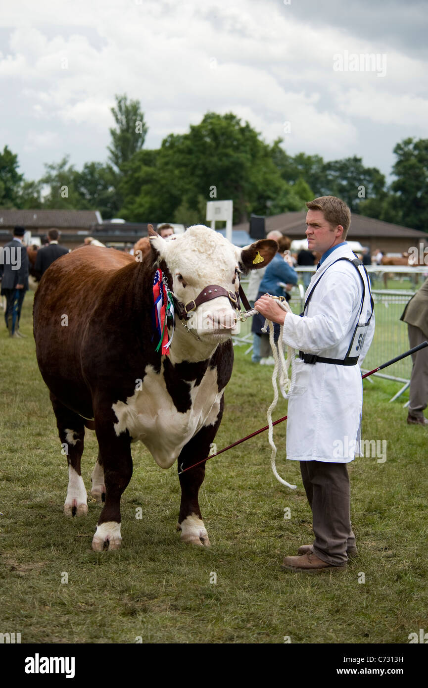 The last Royal Show in July 2009, Hereford bull winner Stock Photo - Alamy