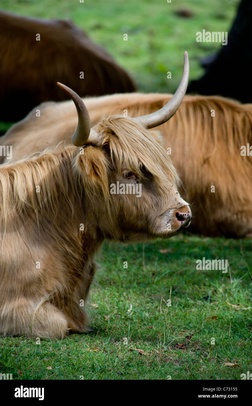 Scottish highland cattle in the field Stock Photo - Alamy