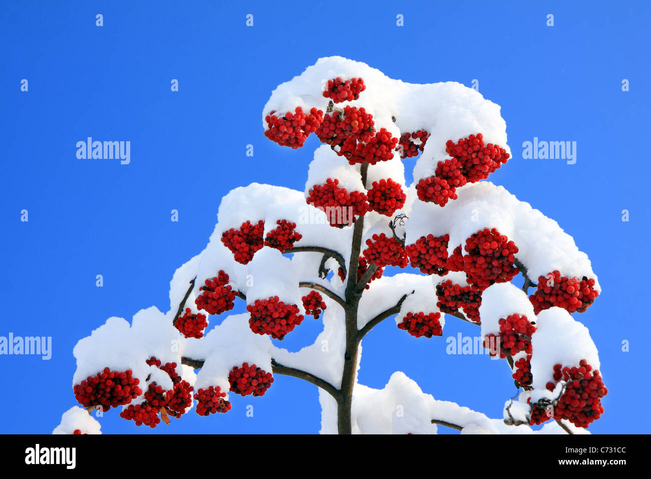 Rowan berries blue sky snow hi-res stock photography and images - Alamy