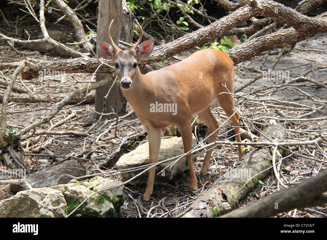 Red Brocket deer (Mazama americana), Belize Zoo, Mile 29, Western Highway, Belize City, Belize, Central America Stock Photo
