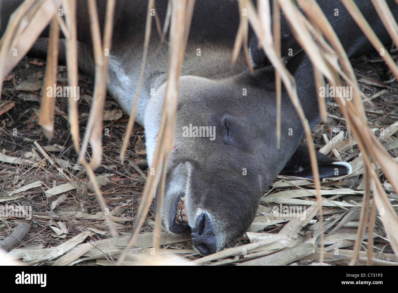 Baird's Tapir (Tapirus bairdii), aka Mountain Cow, Belize Zoo, Mile 29, Western Highway, Belize City, Belize, Central America Stock Photo