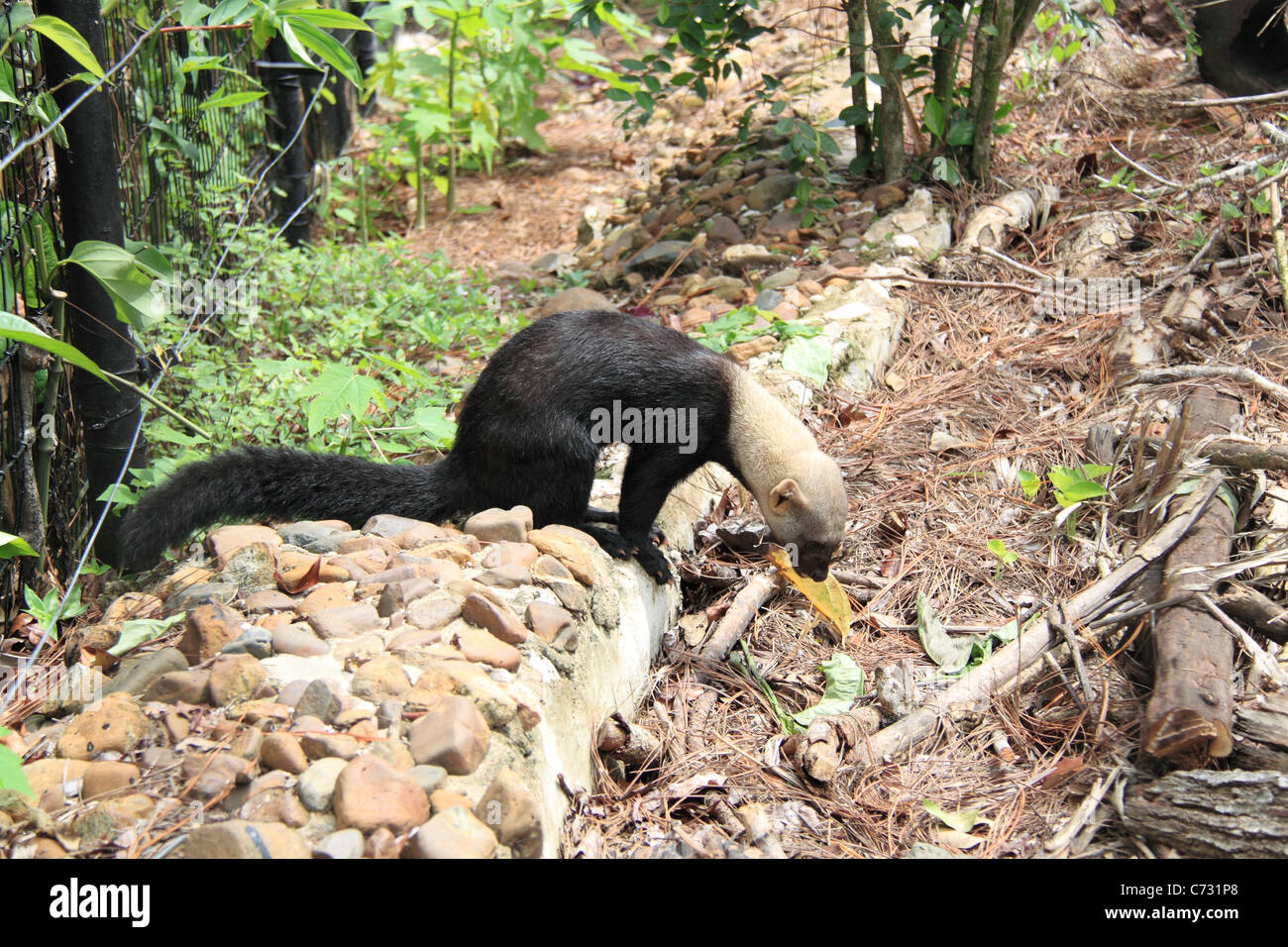 Tayra (Eira barbara), aka Tolomuco or Perico ligero, Belize Zoo, Mile 29, Western Highway, Belize City, Belize, Central America Stock Photo