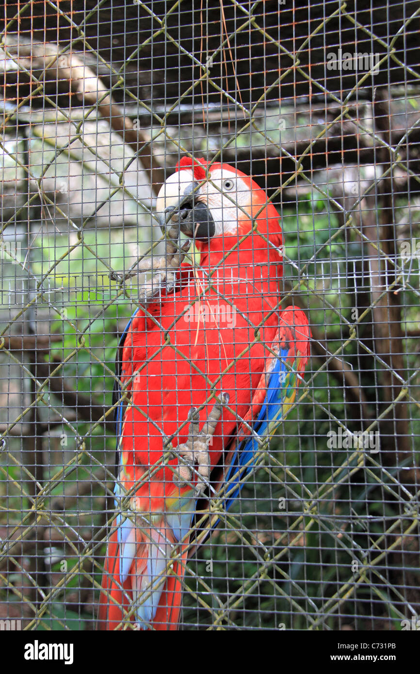Scarlet Macaw (Ara macao), Belize Zoo, Mile 29, Western Highway, Belize City, Belize, Central America Stock Photo